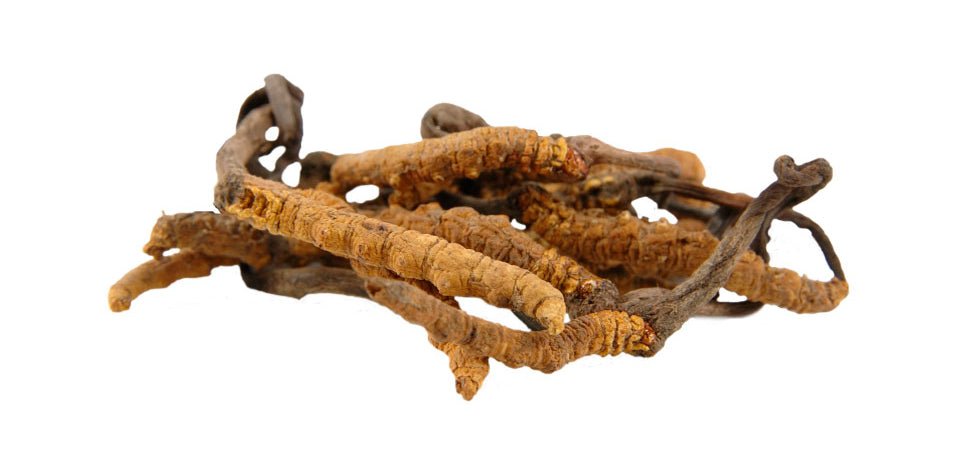Cordyceps Sinensis Extract Collection | SUNDAY II SUNDAY