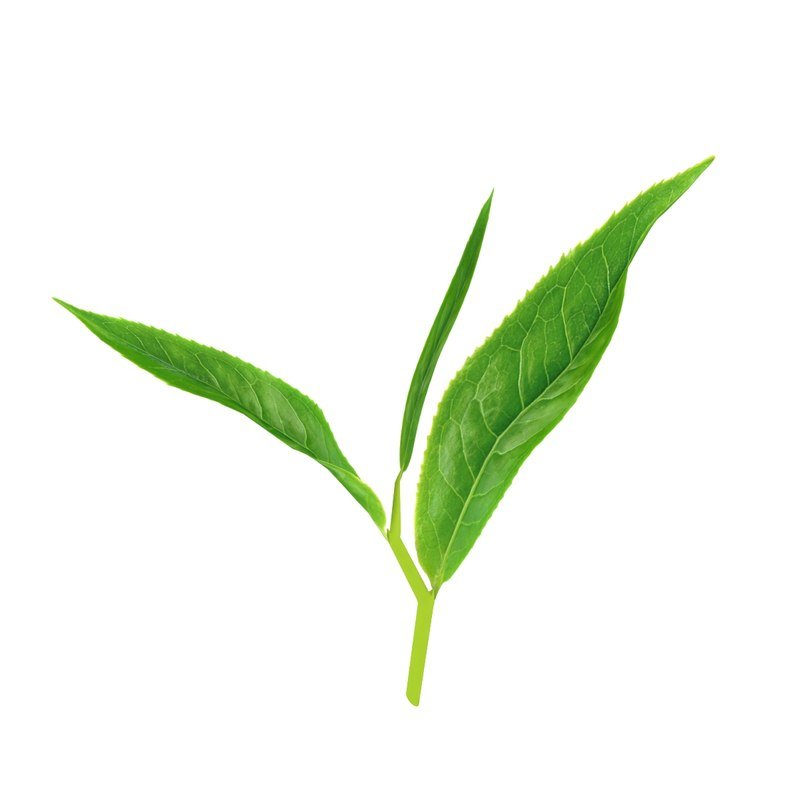 Green Tea Collection | SUNDAY II SUNDAY