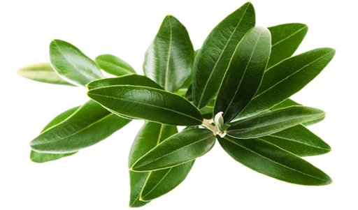 Tea Tree Leaf Collection | SUNDAY II SUNDAY