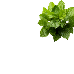 Peppermint Leaf Extract