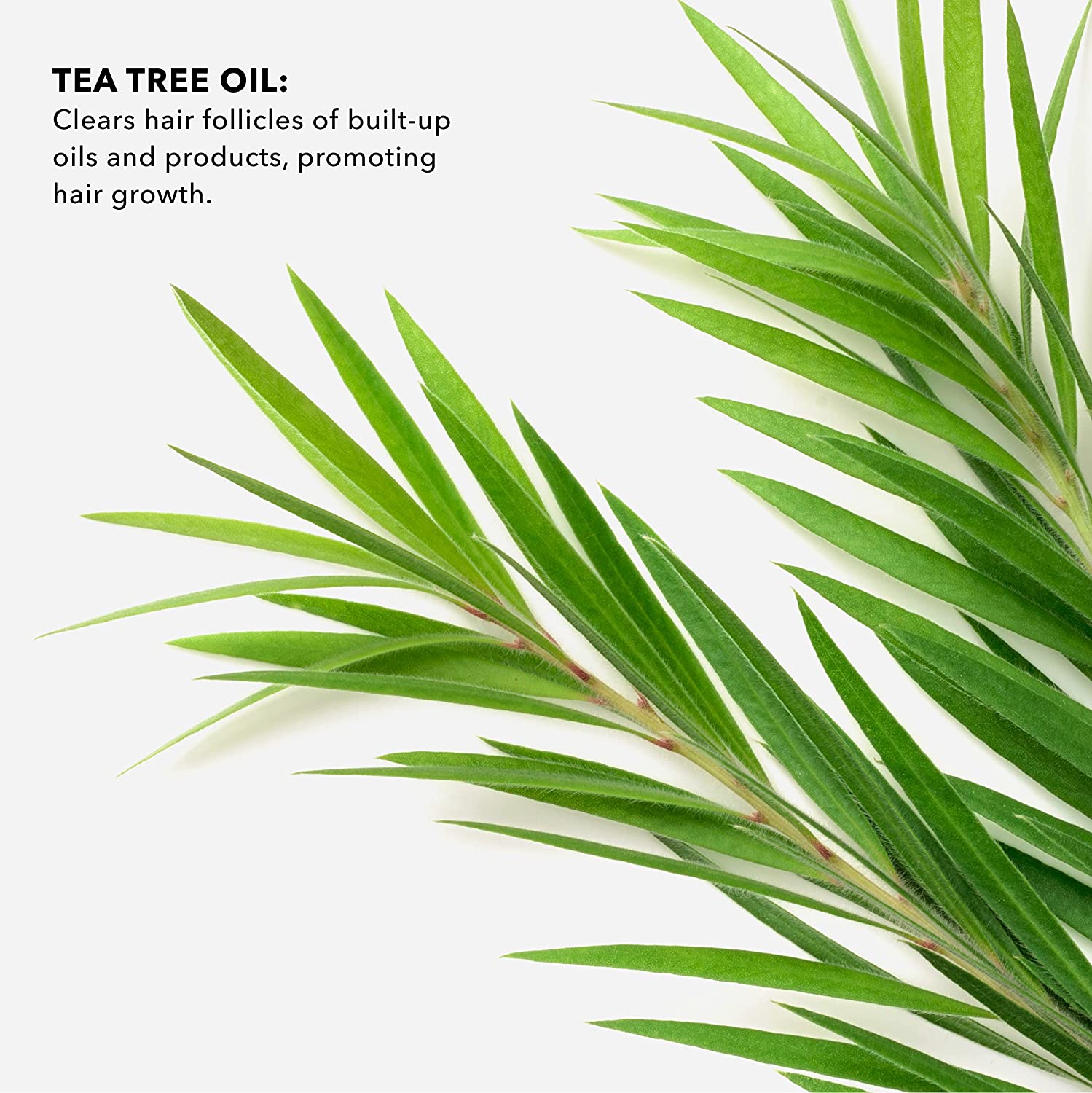 Tea Tree Essential Oil - SUNDAY II SUNDAY